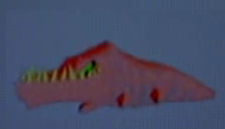 SourCocoadile.PNG