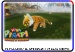 Tigermisu wildcard 3