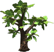 Apple Tree