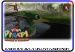 Quackberry wildcard 1